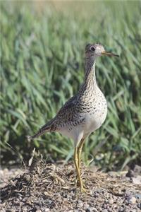 The Sandpiper Journal