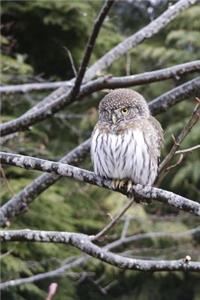 Pygmy Owl Perched in a Tree Journal