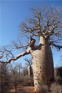 Baobab Tree Journal