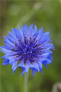 A Royal Blue Cornflower in Bloom Journal