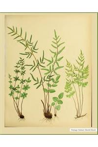 Vintage Nature Sketch Book