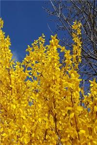 2019 Daily Planner Yellow Forsythia Bush Flowers 384 Pages