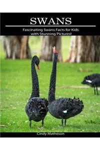 Swans: Fascinating Swans Facts for Kids with Stunning Pictures!