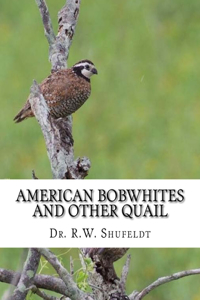 American Bobwhites and Other Quail