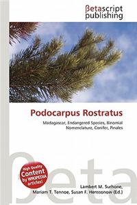 Podocarpus Rostratus