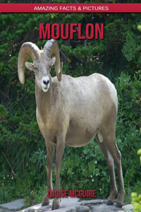Mouflon
