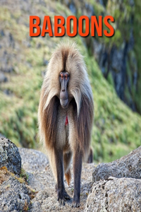 Baboons