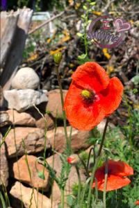 I love summer- ich liebe den Sommer