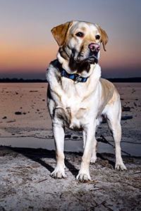 Yellow Lab Near the Water at Sunrise Journal