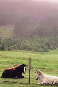 Horse Photo School Composition Book Equine Resting Pasture Horses