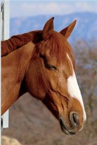 Sleeping Horse Journal