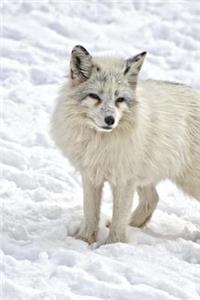 Arctic Fox Checking Things Out Journal