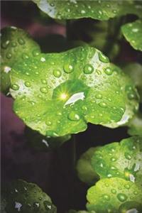 Wet Leaves Journal
