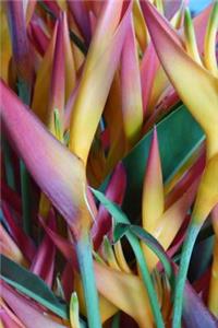 Bird of Paradise Flowers Tropical Blooms Journal