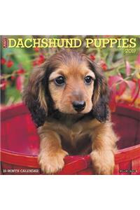 Just Dachshund Puppies 2019 Wall Calendar (Dog Breed Calendar)