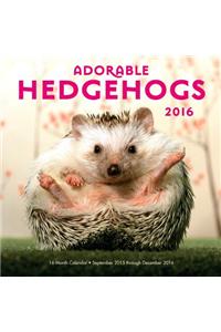 Adorable Hedgehogs 2016