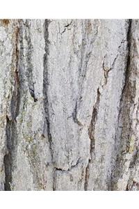 Old Oak Tree Rough Bark School Composition Book 130 Pages