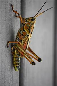 Grasshopper on a Deck Journal