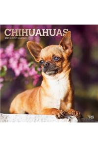 Chihuahuas 2021 Square Foil