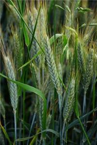 Barley Stalks Journal