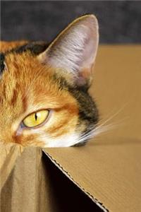 Cat In A Box Notebook
