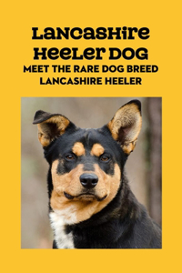 Lancashire Heeler Dog