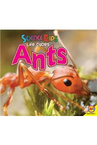 Ants