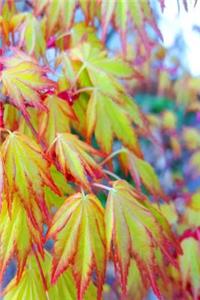 Spring Japanese Maple Leaves Journal