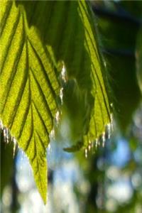 Sunlight Backlit Spring Leaves Journal