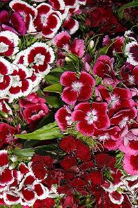 2020 Weekly Planner Flowers Pretty Pink Dianthus 134 Pages