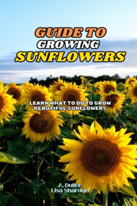 Guide to Growing Sunflowers