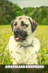Anatolian Shepherd