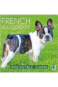 French Bulldogs Irresistible Charm 2018