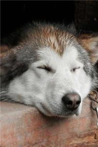 Husky Sled Dog Taking a Quick Nap Journal