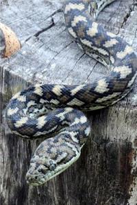 Carpet Python Journal
