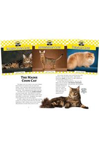 Cats Set 1 (Set)