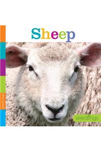 Seedlings: Sheep