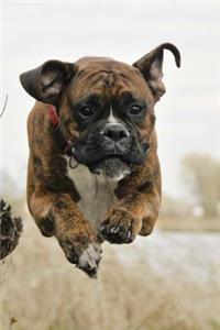 Boxer Dog Racing Journal