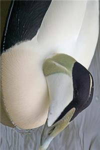 Common Eider Looking Regal Journal