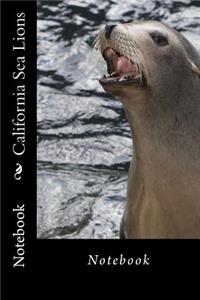 California Sea Lions