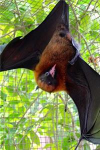 Flying Fox Bat Upside Down Journal