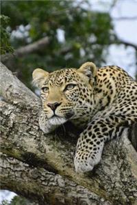 A Wild Leopard Relaxing In A Tree In Kenya Africa Notebook