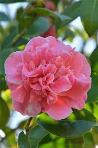 Pink Camellia Japonica Flower Journal