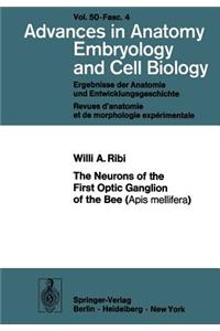 Neurons of the First Optic Ganglion of the Bee (APIs Mellifera)