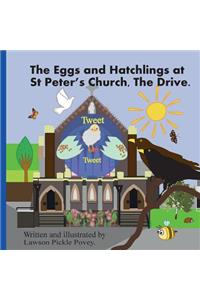 Eggs and Hatchling at St Peters Church the Drive.