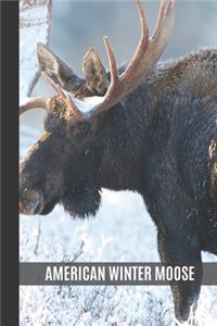 American Winter Moose