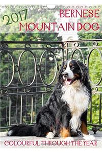 Bernese Mountain Dog - Colourful Through the Year 2017