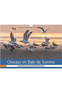 Oiseaux en Baie de Somme 2018
