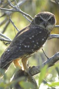 Southern Boobook Owl Journal