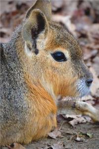 Patagonian Cavy (Mara) Journal